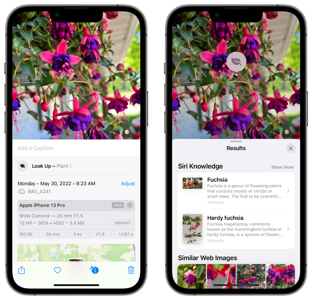 宾川苹果手机维修分享小技巧：使用 iPhone 相机识别花卉植物 